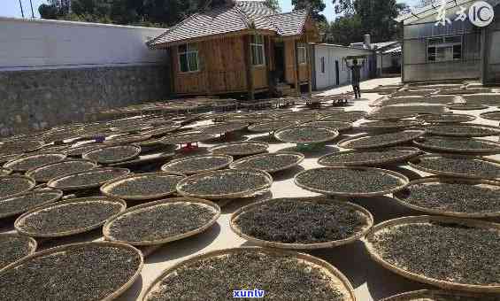 云南勐海普洱茶厂：传承古法，打造普洱茶精品