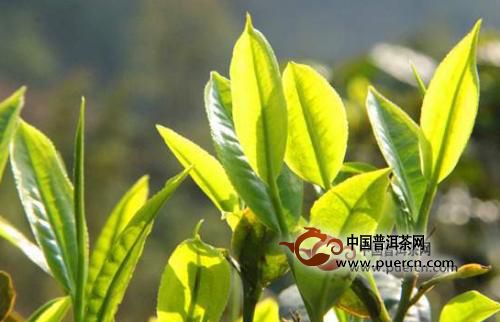 冰岛普洱茶：大叶种还是小叶种？茶叶特点与种类一览