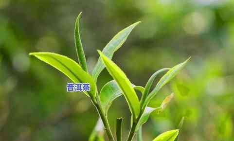 冰岛普洱茶：大叶种还是小叶种？茶叶特点与种类一览