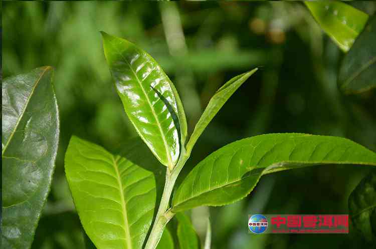 冰岛普洱茶：大叶种还是小叶种？茶叶特点与种类一览