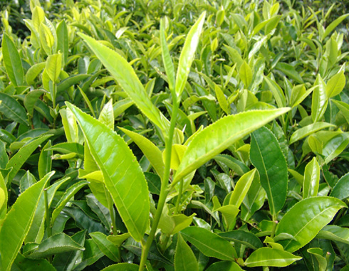 冰岛普洱茶：大叶种还是小叶种？茶叶特点与种类一览