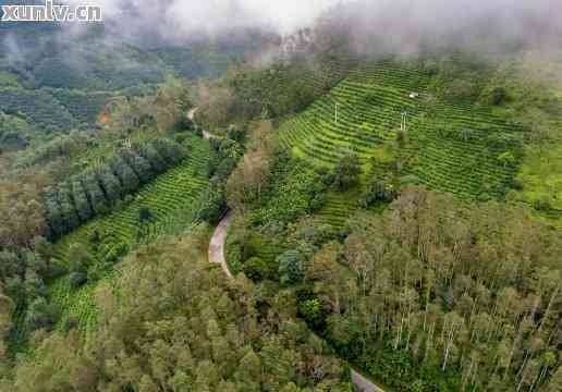 黄龙山普洱：探索云南古茶文化与自然风光的完美结合