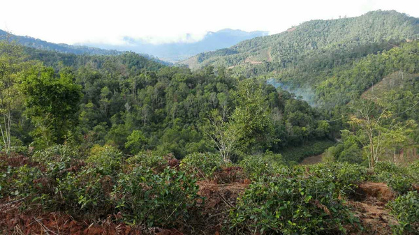 黄龙山普洱：探索云南古茶文化与自然风光的完美结合