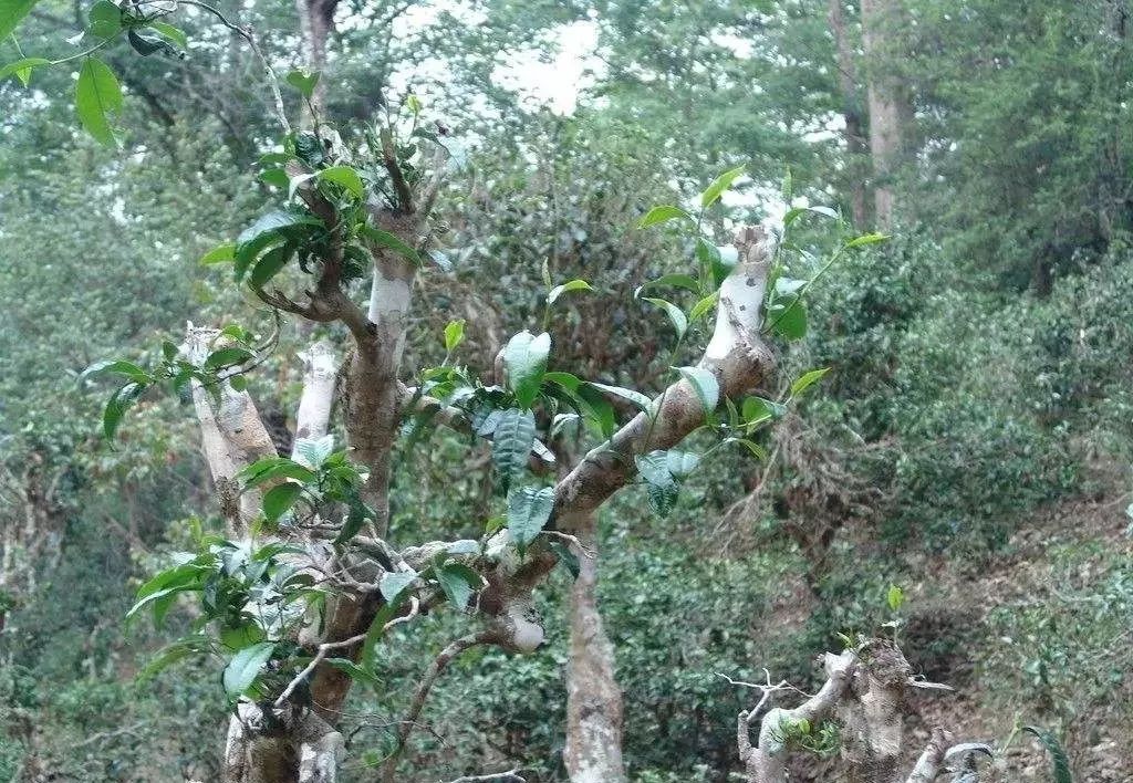 润香普洱茶：品味千年古树，感悟生活滋味