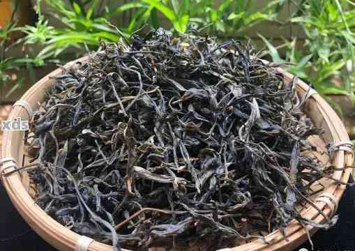 丽江普洱茶专业场：优质茶叶供应商与选购指南