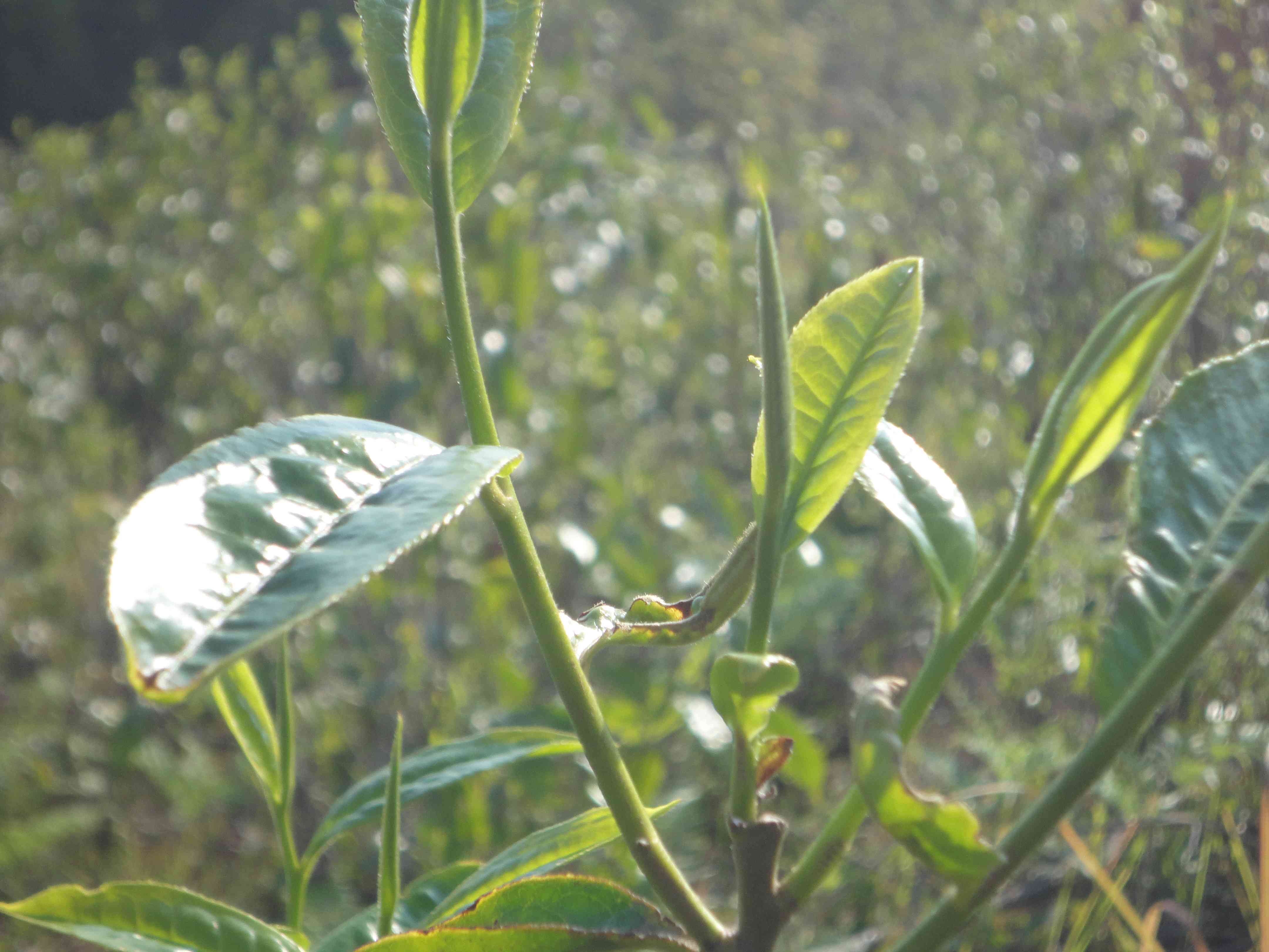 探寻普洱茶传奇：一不凡的历与文化传承