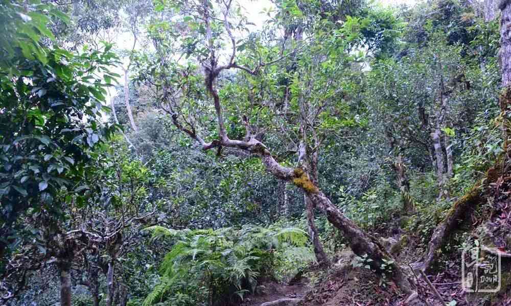 山顶大树普洱茶价格及品种