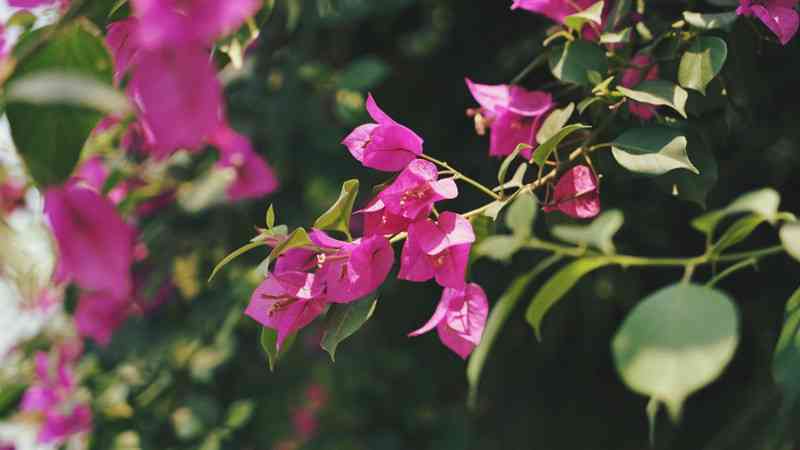 普洱茶里红色花