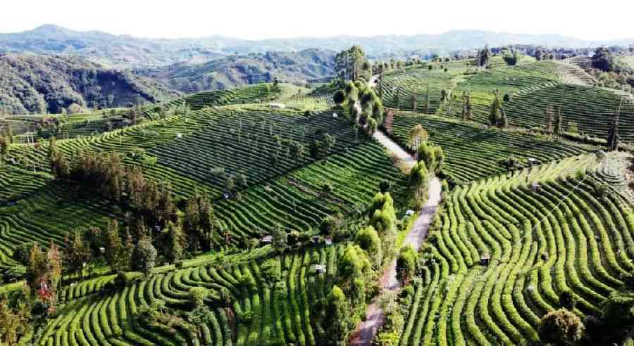 云南普洱茶之王：探索勐海县的茶文化与之一普洱茶园