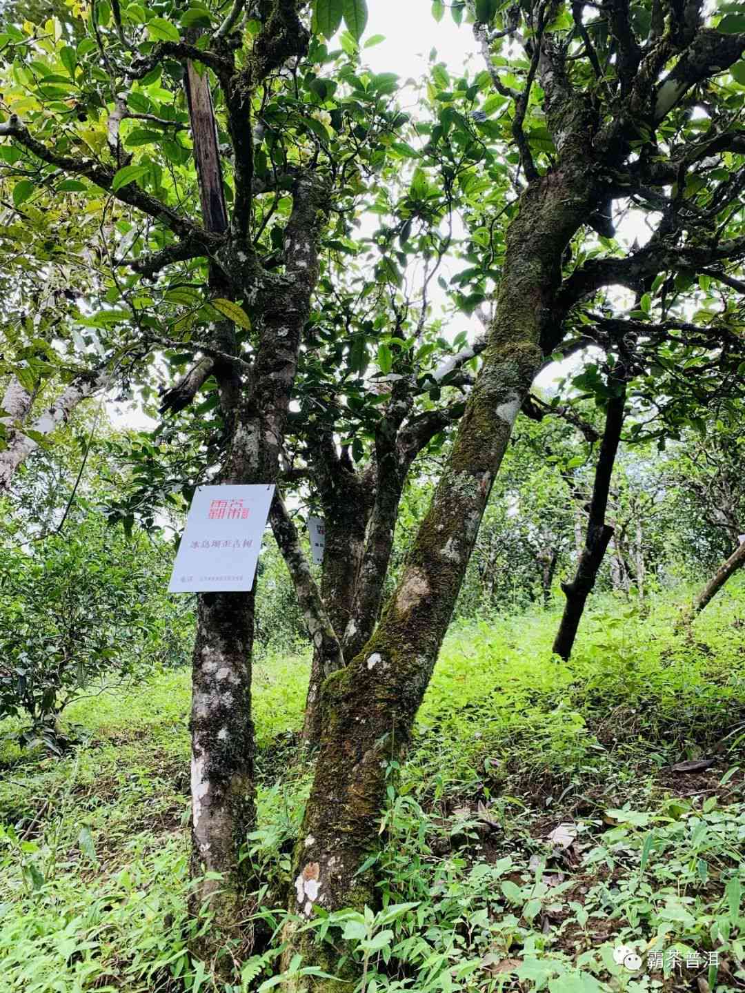 云南古树普洱茶：品味千年的沉淀与传承