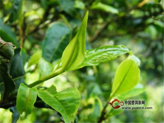 正年间普洱茶：千年古树与精制茶技艺的完美结合