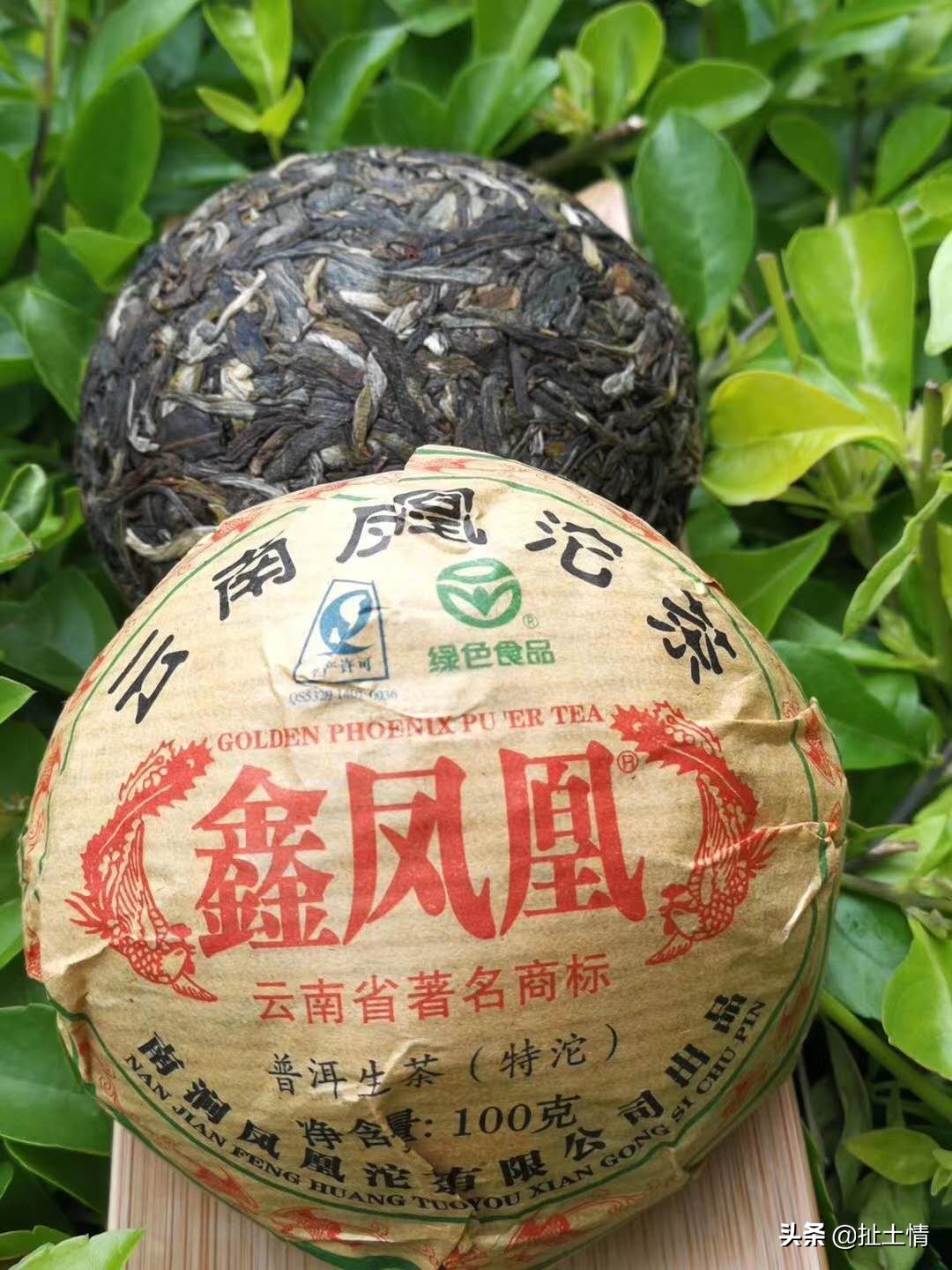 云香茶业普洱茶：产地、品种、品质与泡法的全面解析