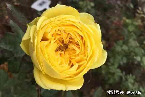 金镶玉月季花径：尺寸选择、种植技巧与保养方法全面解析