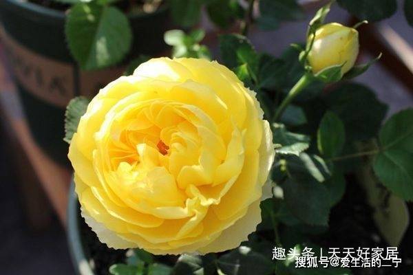 金镶玉月季花径：尺寸选择、种植技巧与保养方法全面解析