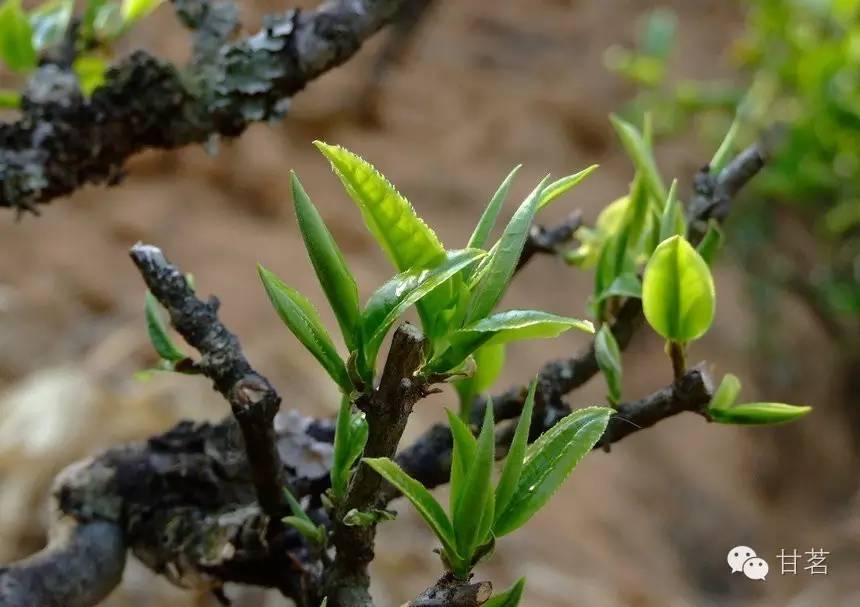 野生普洱茶芽苞的科学存方法：以保留其原始风味为核心