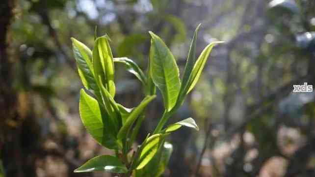 野生普洱茶芽苞的科学存方法：以保留其原始风味为核心