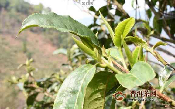 野生普洱茶芽苞的科学存方法：以保留其原始风味为核心