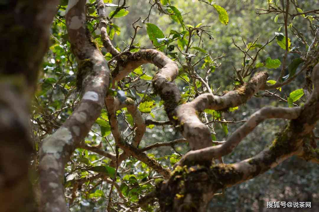 单株混采普洱茶