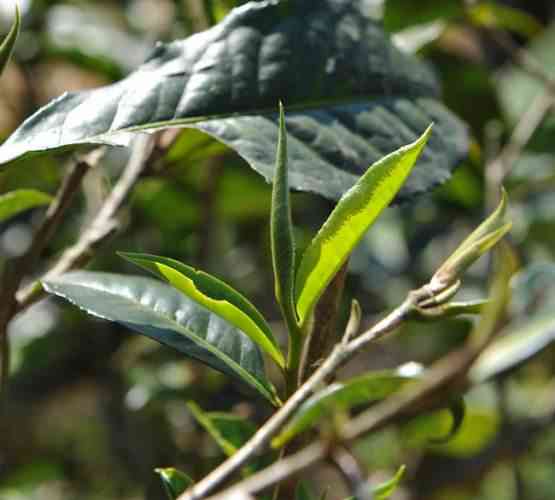 单株混采普洱茶