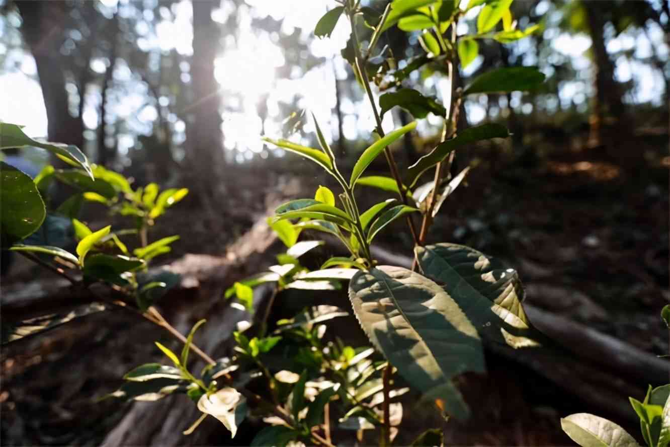 山野清禾普洱茶：古树韵味，生态精选，品质越