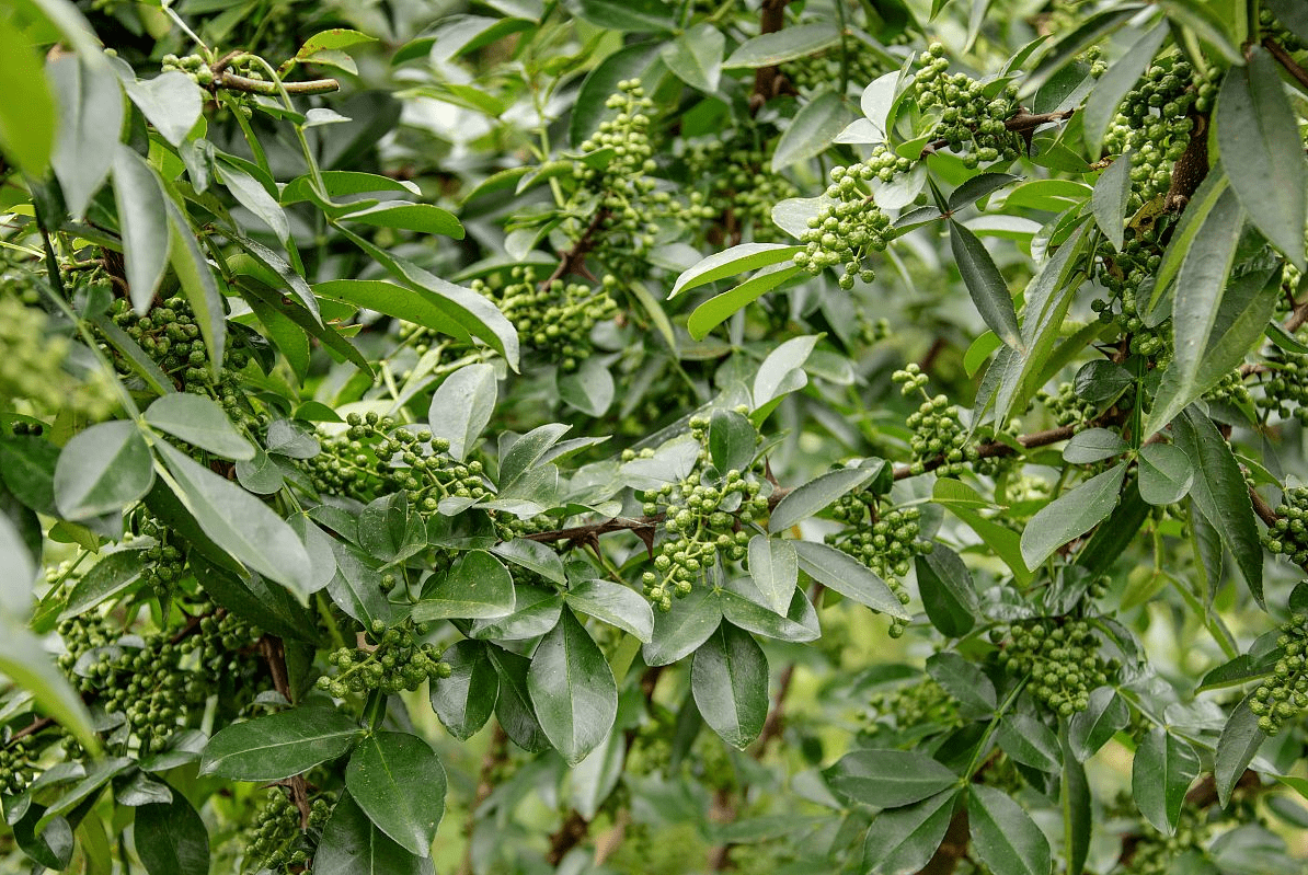 花椒树普洱茶地