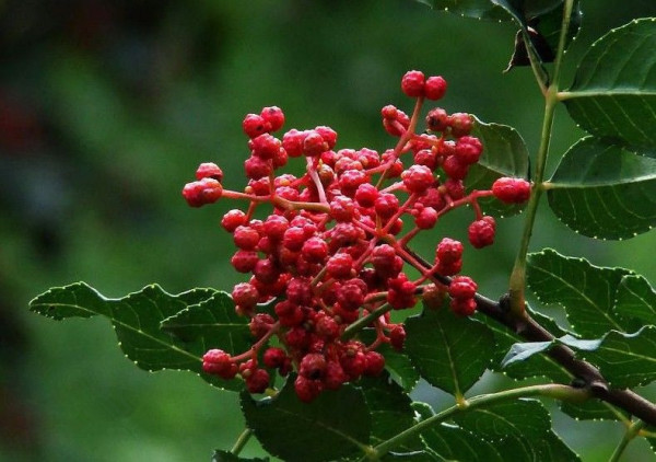 花椒树普洱茶地