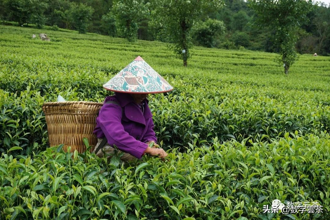 云南普洱茶：品种、品质、制作工艺及品尝方法的全面指南