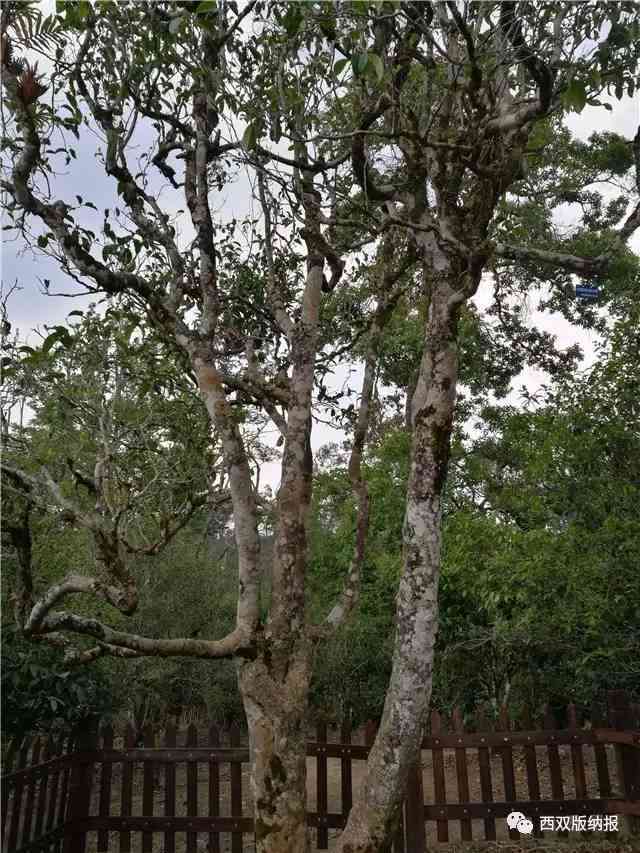 王树文普洱茶价格：拍卖成交价揭示云南普洱茶王树的珍贵价值