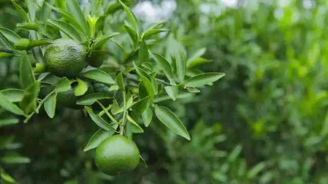 新 香醇青柑普洱茶：一场味蕾的宴