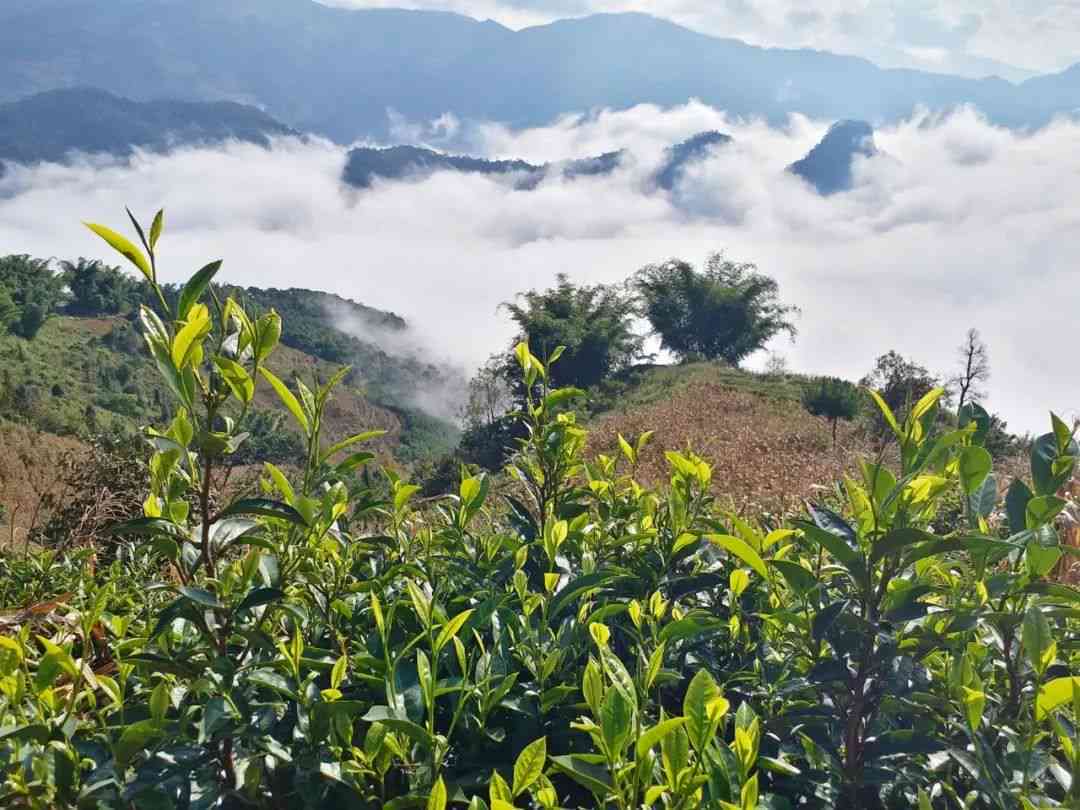 云南哀牢山的茶质量：特色品种、制作工艺与口感评价