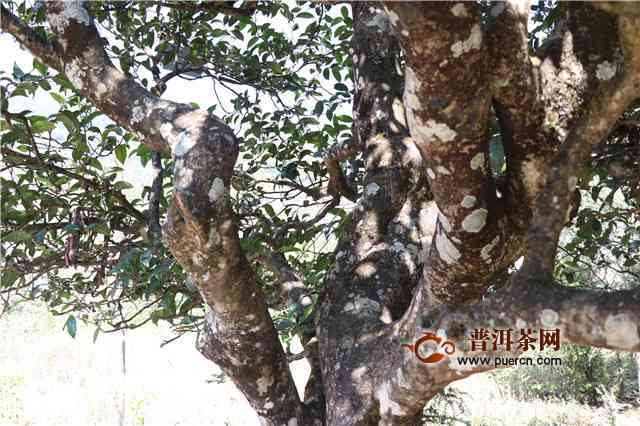 南迫龙珠普洱茶：名山古树纯正口感，滋味浓醇厚，品鉴新境界