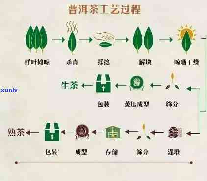 大益普洱茶全方位解析：历、品种、制作工艺、品鉴方法及健效益一网打尽