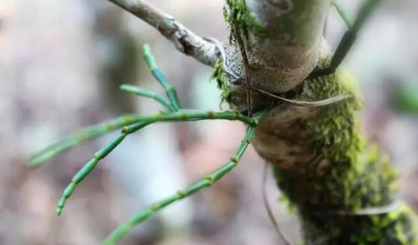 螃蟹脚普洱茶的功效与作用：提升健、调节内分泌及保护心脏