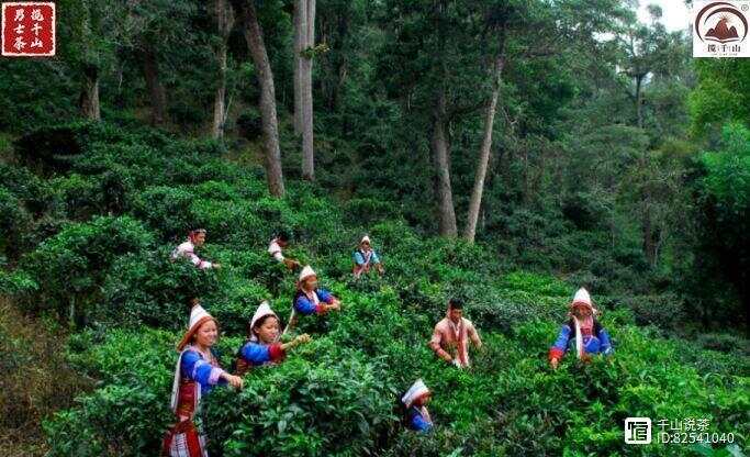 登革古茶山：普洱茶的独特魅力与风味探究