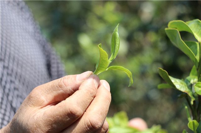 革登新发普洱茶