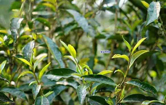 云南原生态普洱茶：蔓松金花的独特韵味与品质