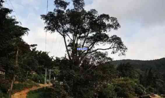 那古村普洱茶：探索千年古树的魅力与传承