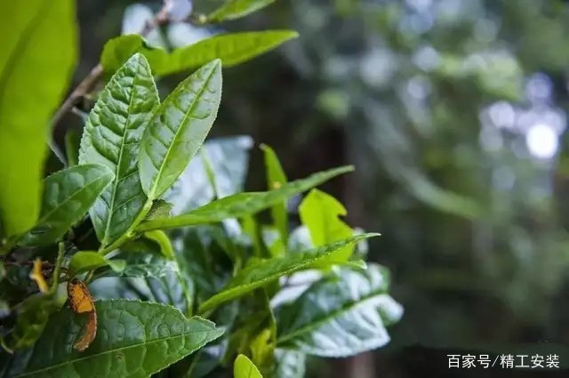 云南大叶种普洱茶7811:品质与口感的完美结合