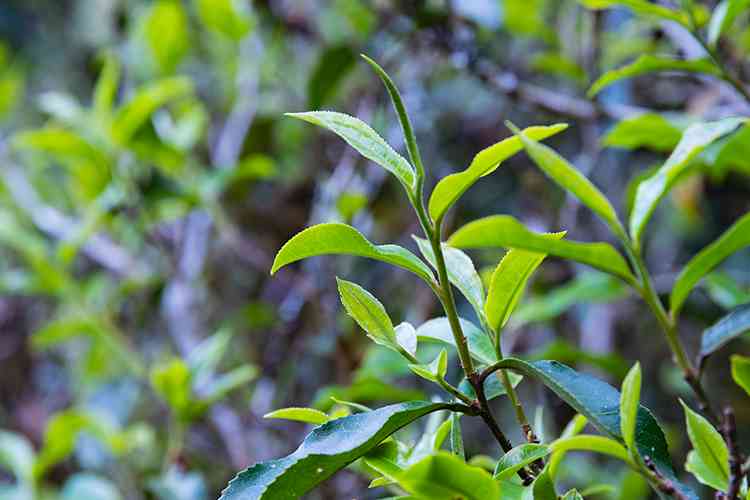 新 南峤山韵，纯净之源-精选红颜普洱茶