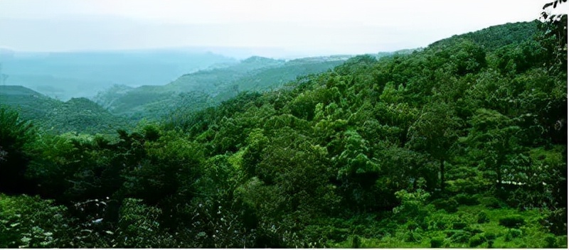 新 南峤山韵，纯净之源-精选红颜普洱茶