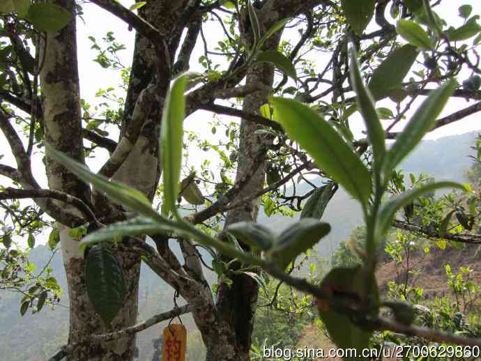 他茶冰岛普洱茶：品鉴与选购指南