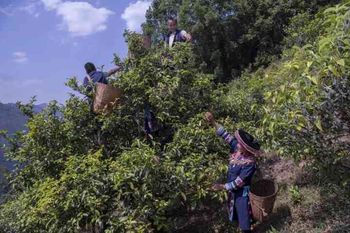 普洱茶凤凰山产区及区别：位于哪？与凤凰窝有何不同？三中在哪里？