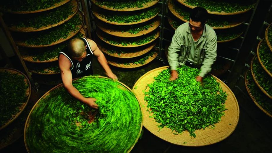 冰岛特色烘焙茶饼：探寻源自北极的神秘味道