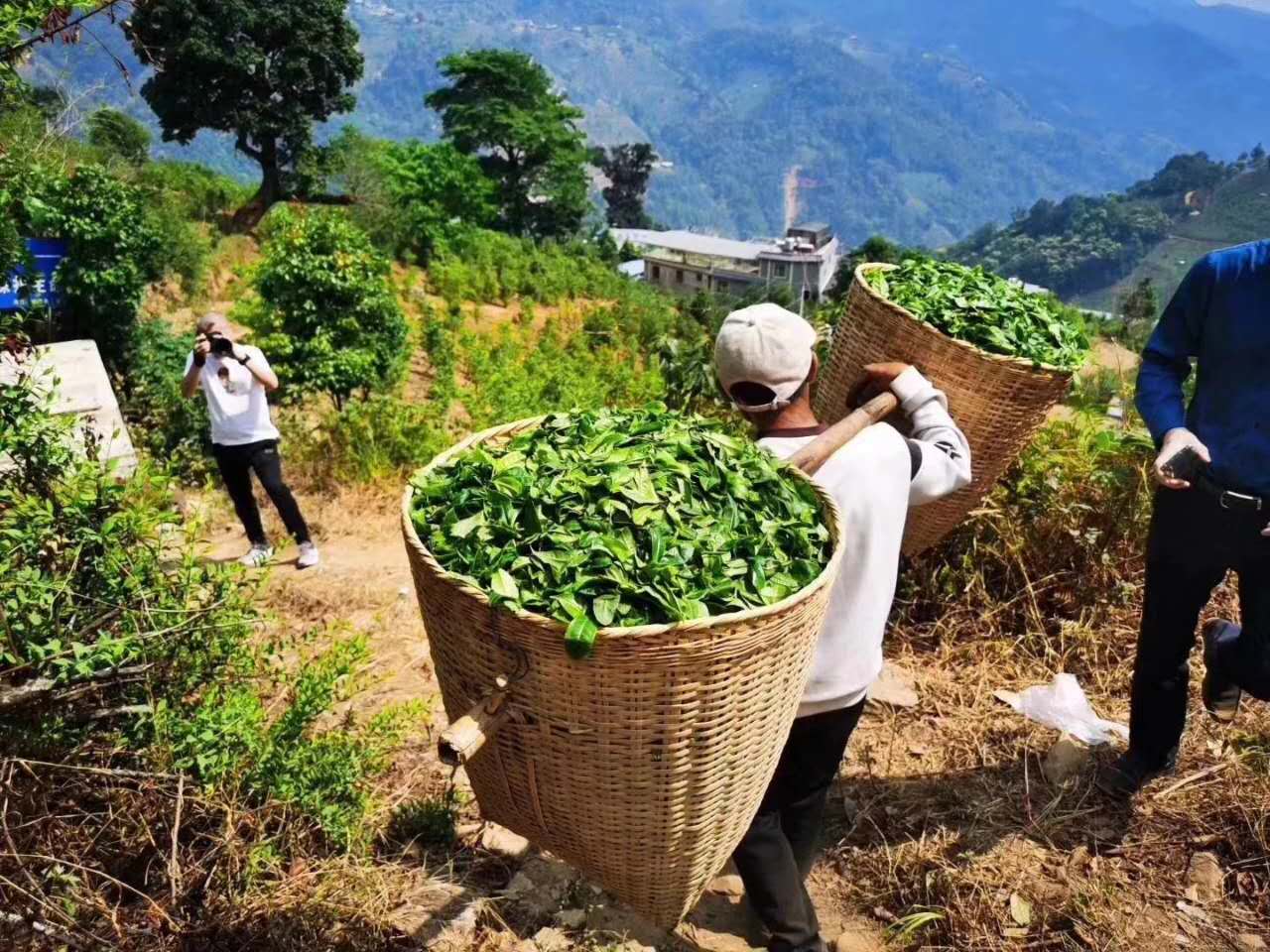 冰岛秋茶普洱茶：哪个好喝？价格、区别与介绍