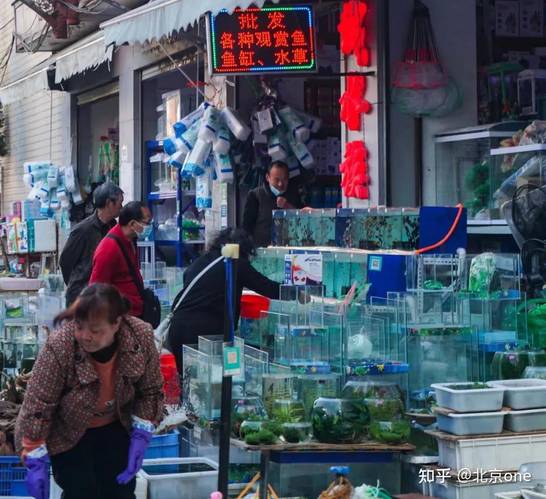 昆明景星街花鸟市场营业时间及地点：哪里有卖雷龙鱼的店？