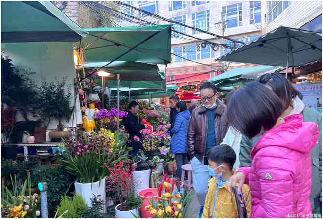 昆明花鸟市场新地址：探索昆明景新花鸟市场，了解昆明当地特色与文化