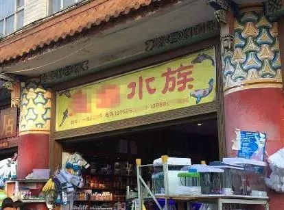 昆明花鸟市场新地址：探索昆明景新花鸟市场，了解昆明当地特色与文化