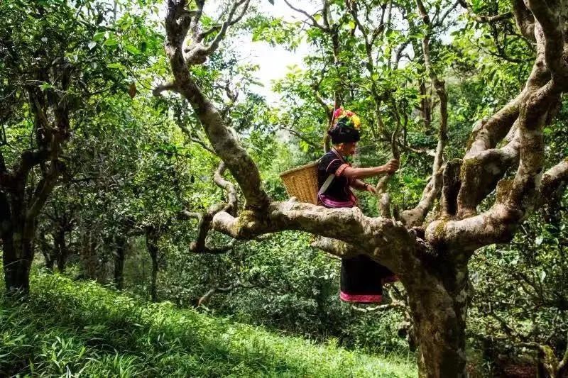 江内普洱茶山之旅：探索世界茶叶之源，品味醇厚古树魅力