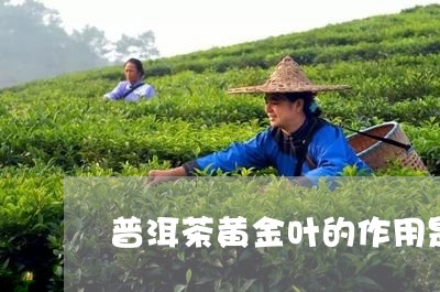 黄金磗普洱熟茶的功效、价格与区别，了解普洱金片与黄金叶茶叶