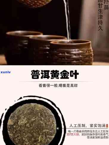 普洱茶黄金叶的全面解析：产地、制作工艺、品质特点与品饮方法